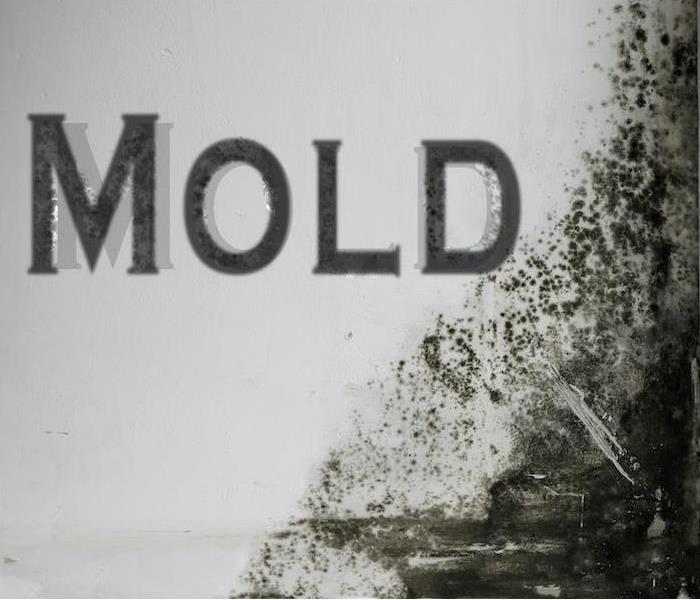 "Mold"